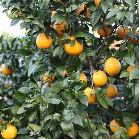 Zambujal Sesimbra