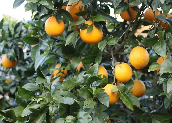 Zambujal Σεσίμπρα